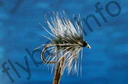 Griffith's Gnat